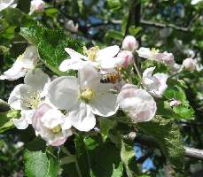 A sure sign of a future crop, blossoms and a honey bee.
